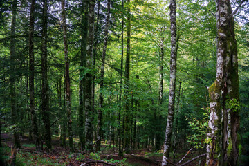 Amazing Autumn forest scenery. Irati forest in Navarra. Spain