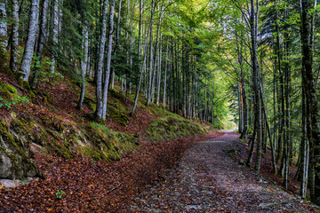 Amazing Autumn forest scenery. Irati forest in Navarra. Spain