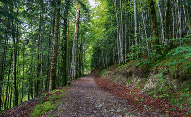 Amazing Autumn forest scenery. Irati forest in Navarra. Spain