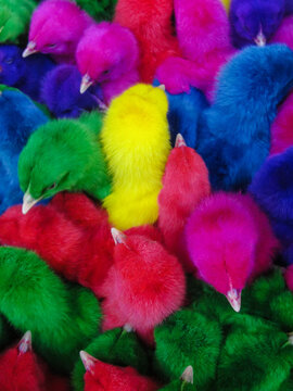 Colored chickens © Richard Cardenas