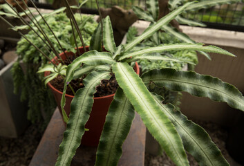 Selective focus on fern leaves texture. Closeup view of a Pteris cretica Albolineata, also known as...