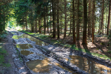 Forest dirt road between the trees. There is mud and puddles on the way.