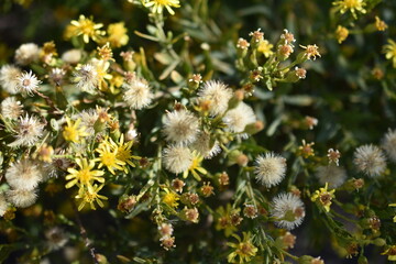 Flores silvestres amarillas (Solidago)