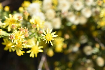 Flores silvestres amarillas (Solidago)