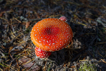 Red fly agaric close-up photo in a forest.