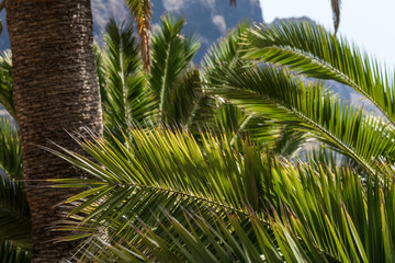 Obraz na płótnie Canvas Branches and leaves of a palm tree and close-up.