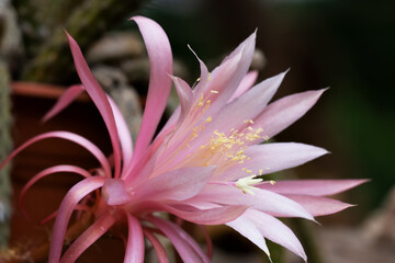 Close-up of a cactus flower (Aporophyllum sp). Selective focus. Petals in a range of different pink colors