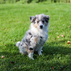 Small beautiful shetland sheepdog puppy sitting in grass.