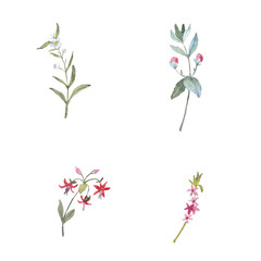Paint set of watercolor flowers and leave on  background. Paint watercolor texture. Botanical art. Use for design invitations, birthdays, weddings