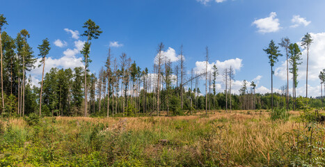 Coniferous forest in which dry trees are infested with bark beetles. The sky is blue. © Roman Bjuty