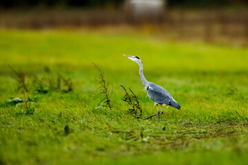 grey heron ardea cinerea on a meadow