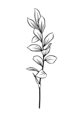 Outlines of Ruscus leaves. Vector isolated clipart. Minimal monochrome hand-drawn botanical design.