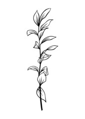 Outlines of Ruscus leaves. Vector isolated clipart. Minimal monochrome hand-drawn botanical design.