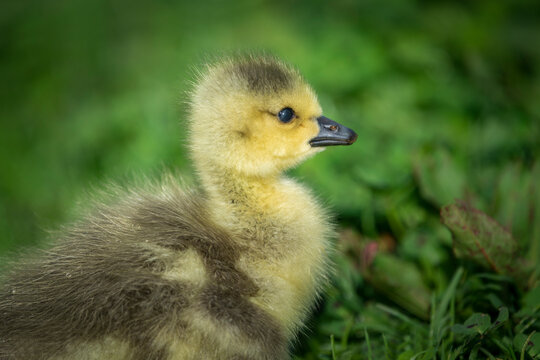 Close-up image of a cute fluffy gosling sitting on green grass field