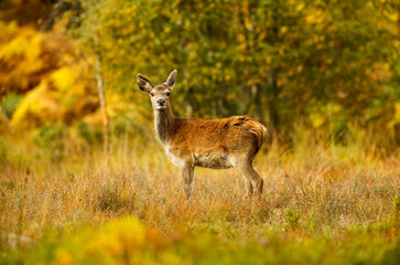Naklejka na ściany i meble Red Deer hind, or female, in Autumn, stood facing camera with colourful autumnal colours of yellow and orange. Glen Strathfarrar, Scottish Highlands. Copy Space. Horizontal.