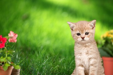 Cute small cat looking at camera. Cute domestic animal.