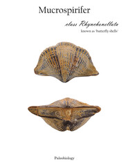 Fossil Mucrospirifer clam shell isolated