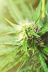 Ripe cannabis plant macro - Northern Light. Blooming female marijuana with large bud colas flowers and visible developing white pistil hairs and amber trichomes. Hemp Illuminated by sunlight. Close-up