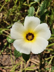 Fototapeta na wymiar flower white