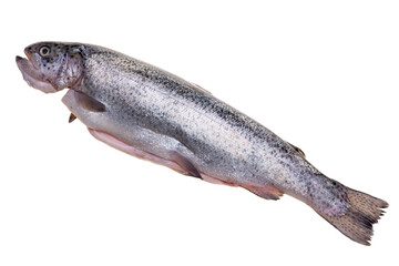 fresh fish on white background