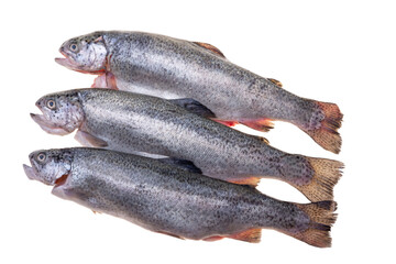 fresh fish on white background