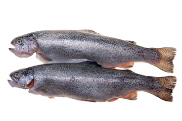 fresh fish on white background