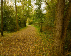 Fototapeta premium Beautiful close-up of Gravière Brock natural reserve