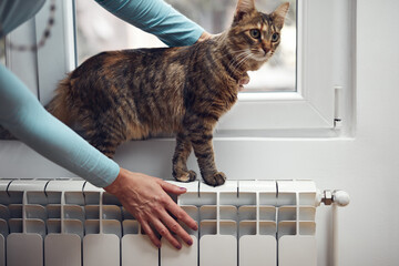 Hand of unrecognizable person and domestic cat on the radiator during cold winter days.