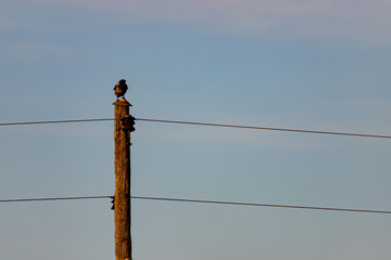 crow on electric pole top blue sky