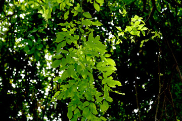 green leaves background