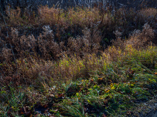 Green and yellow autumn grass, texture