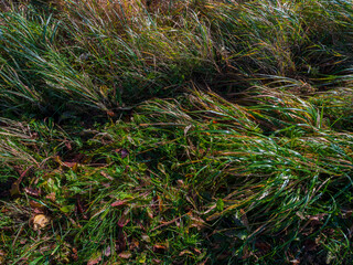 Green and yellow autumn grass, texture