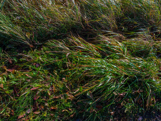 Green and yellow autumn grass, texture