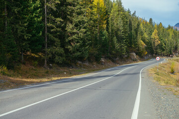 Colorful autumn landscape with larches with yellow branches along mountain highway. Coniferous forest with yellow larch trees along mountain road in autumn colors. Highway in mountains in fall time.