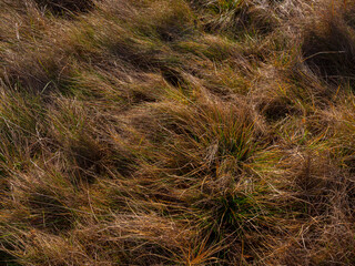 Green and yellow autumn grass, texture