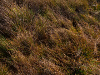 Green and yellow autumn grass, texture