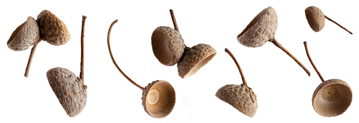 Various empty cups (capules) acorns from which it originated on a white background