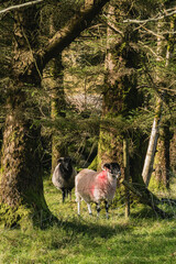Flock of staring sheep (ewe) on beautiful green grass mountain meadow in Ireland