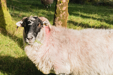 Flock of staring sheep (ewe) on beautiful green grass mountain meadow in Ireland