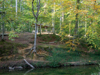 Cabane dans la foret de bercé