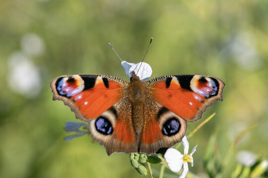 European peacock butterfly (Aglais io or Inachis io). Dorsal view shows characteristic diagnostic features.  Rusty-red wings and yellow-blue, striking eyespots.