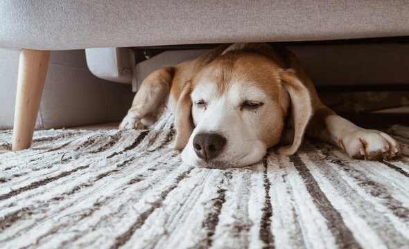 Lazy beagle dog sleeping under the sofa in the living room. Funny pets concept image. Cozy home interior concept image.