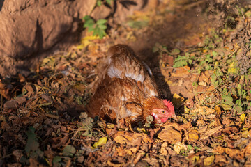 Happy female chicken sunbathing and sand bathing in a free range meadow. Dirt sprays through the air from scratching with its feet. Dust bathing is a behavior for hygiene and feather maintenance.
