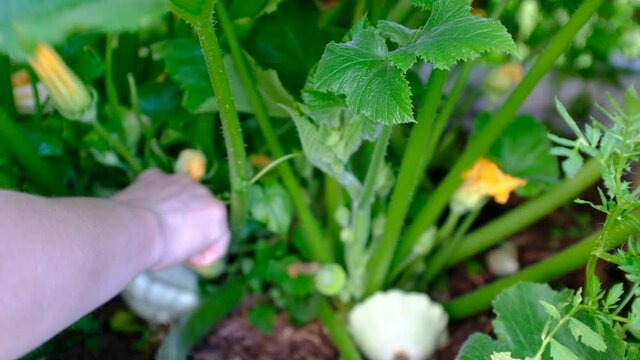 Gardener Hand Picking Ripe Patissons in Vegetable Garden. Showing fresh patissons harvest. Showing patisson plant in the vegetable garden. Organic farming authentic video. Vegetable garden