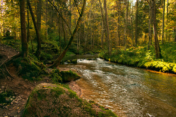 In the autumn forest.