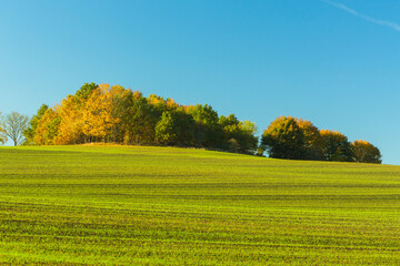 An isolated group of trees growing in a green field covered with green young grain.