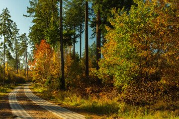 Landscape - the edge of the forest. A forest with a predominance of deciduous trees, a multi-colored palette,