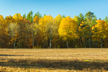 Landscape - the edge of the forest. A forest with a predominance of deciduous trees, a multi-colored palette,