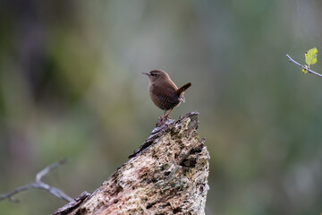 Eurasian wren, Troglodytes troglodytes, a loud songbird, sings like a mature tenor - the loud singing of birds in the forest, tips and roots are a refuge for the wren