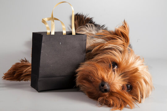 Little cute dog with black bags from black friday sale